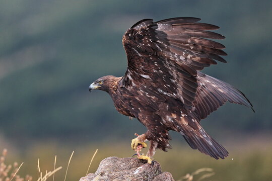 Aguila Real