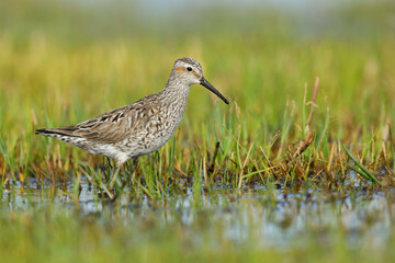 Stilt Sandpiper, Calidris himantopus