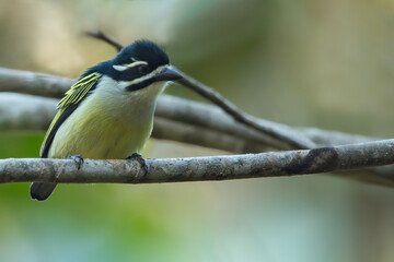 Yellow-rumped Tinkerbird, Pogoniulus bilineatus