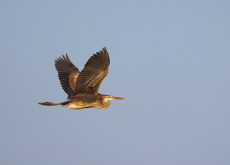 Purple Heron, Ardea purpurea