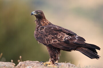 Aguila real