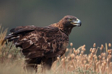 Retrato de aguila real