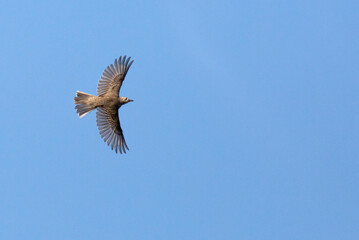 Mistle Thrush, Turdus viscivorus