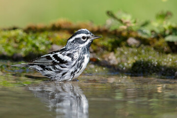 Black-and-white Warbler, Mniotilta varia