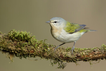 Tennessee Warbler, Leiothlypis peregrina