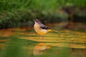 Lavandera cascadeña
