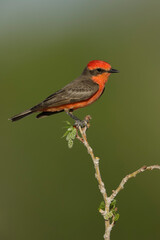 Vermilion Flycatcher, Pyrocephalus obscurus