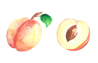 Hand drawn watercolor apricot with texturewith half of it with seed and leaf  isolated on white background