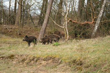 Wild boar with cute piglets are looking for food in the forest