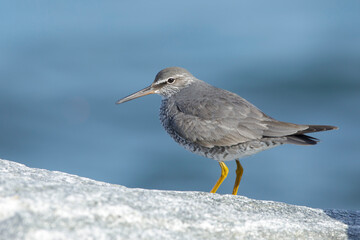 Wandering Tattler, Tringa incana