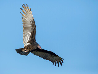 Turkey Vulture, Cathartes aura