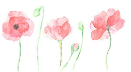 Set of three poppies blossoms painted in watercolor on clean white background isolated