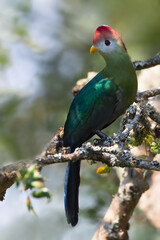 Red-crested Turaco, Tauraco erythrolophus