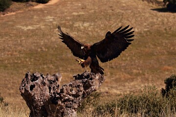 Vuelo de aguila real
