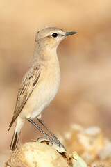 Izabeltapuit, Isabelline Wheatear, Oenanthe isabelline