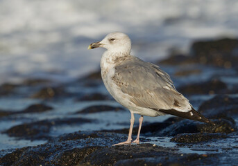 Caspian Gull, Larus cachinnans