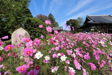 般若寺のコスモス