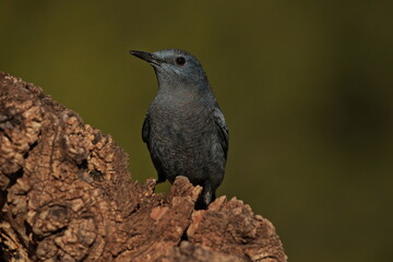 Retrato de roquero solitario