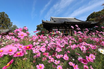 般若寺のコスモス