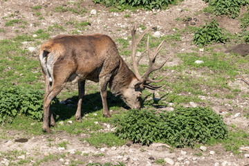 Deer stag in beautiful autumn forest in Jura