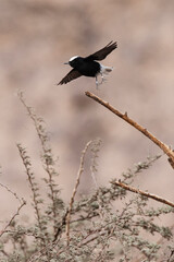 White-crowned Wheatear, Oenanthe leucopyga