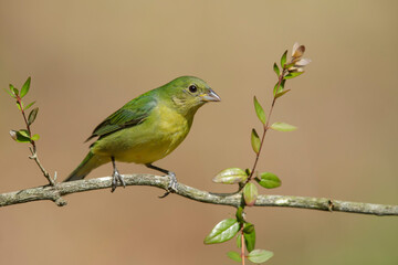 Painted Bunting, Passerina ciris