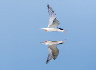Obraz premium Common Tern, Sterna hirundo