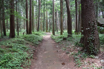 Obraz premium 遊歩道 森林公園