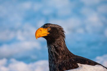 Steller's Sea Eagle, Haliaeetus pelagicus