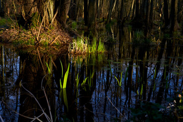Obraz premium Mystischer Darßer Urwald im Frühling, Nationalpark Vorpommersche Boddenlandschaft, Mecklenburg Vorpommern, Deutschland