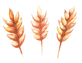 Watercolor spikelets of rye product illustration. Set of three isolated natural organic fresh eco food on white background