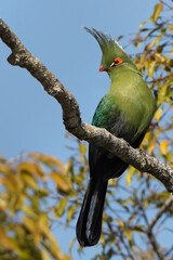Schalow's Turaco, Tauraco schalowi