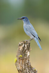 Pinyon Jay, Gymnorhinus cyanocephalus