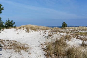 Dünen am Nordstrand im Ostseebad Prerow auf dem Darß, Fischland-Darß-Zingst, Mecklenburg Vorpommern, Deutschland