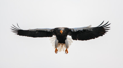 Steller's Sea Eagle, Haliaeetus pelagicus