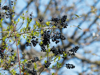 Privet bush (Ligustrum vulgare) under blue sky with half bare branches containing some clusters of black berries