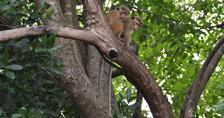 Fototapeta na wymiar Pareja de macacos de Sri Lanka sobre el tronco en Dambulla