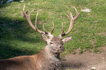 Deer stag in beautiful autumn forest in Jura