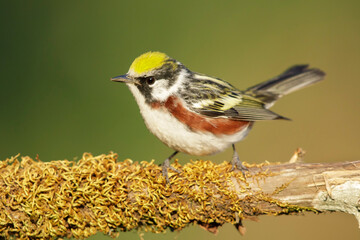 Chestnut-sided Warbler, Setophaga pensylvanica