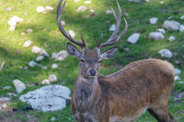 Naklejka na ściany i meble Deer stag in beautiful autumn forest in Jura