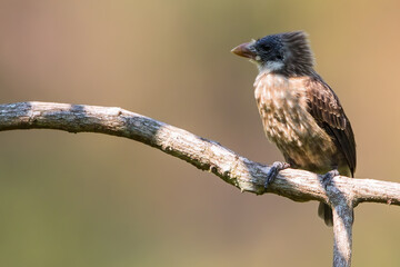 Naked-faced Barbet, Gymnobucco calvus vernayi