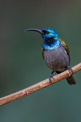 Green-headed Sunbird, Cyanomitra verticalis