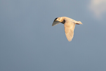 Obraz premium Iceland Gull, Larus glaucoides