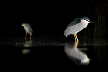 Black-crowned Night Heron, Nycticorax nycticorax