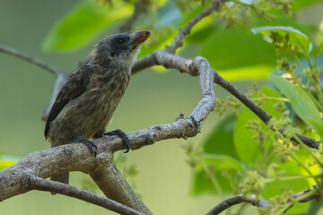 Naked-faced Barbet, Gymnobucco calvus vernayi