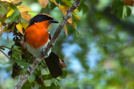 Braun's Bushshrike, Laniarius brauni