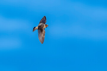 American Cliff Swallow, Petrochelidon pyrrhonota pyrrhonota