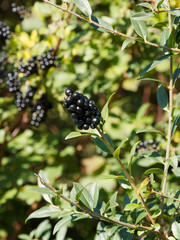 (Ligustrum vulgare) Wild privet shrub with clusters of ripe black berries on stems with shiny green...