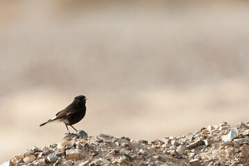 Basalt Tapuit, Basalt Wheatear, Oenanthe lugens warriae