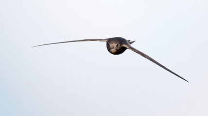 Common Swift, Apus apus